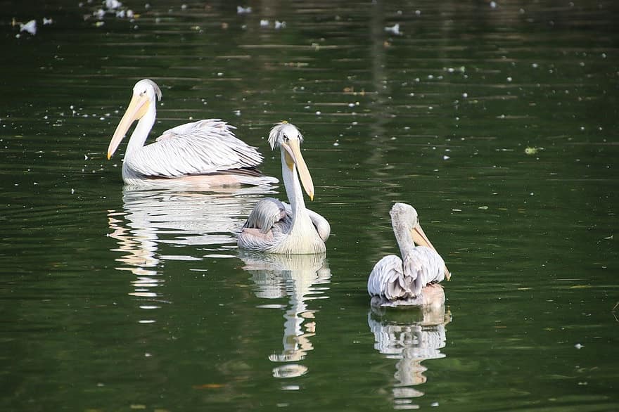 pelicanos, passarinhos, lago, pelicano, bico, animais em estado selvagem, agua, pena, lagoa, azul, verão