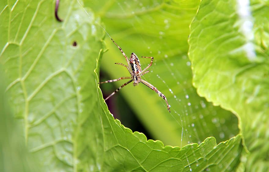 Spider, Spider Web, Cobweb, Arachnid, Arthropod, Argiope, Animal, Spider Silk, Plant, Greenery, Nature