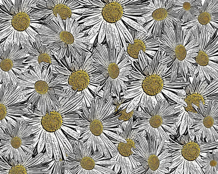 hvit, gul, Tusenfryd, blomst, bakgrunn, invitasjon, mønster
