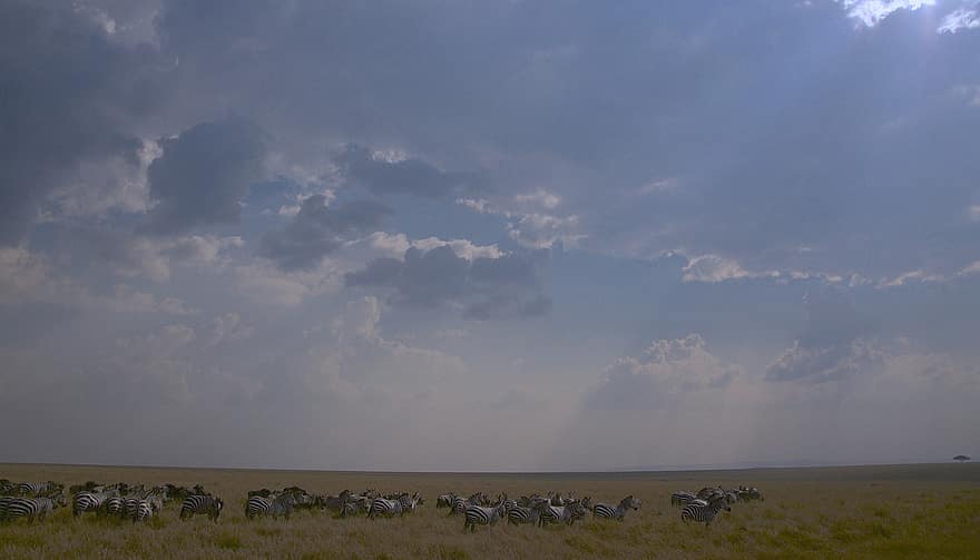 wildebeest, ζέβρα, μετανάστευση, Κενύα, maasai mara, άγρια ​​ζωή, φύση, Ημέρα της Γης, βιοποικιλότητα, τοπίο