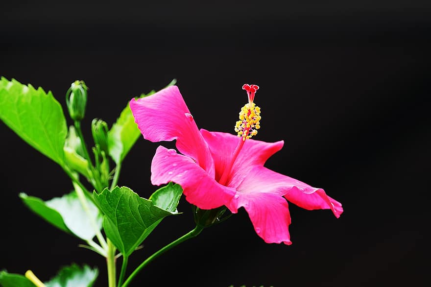 rozā Hibiscus, rozā zieds, Hibiscus, zieds, dārzs, flora, augu, tuvplāns, ziedu galva, lapas, ziedlapiņa