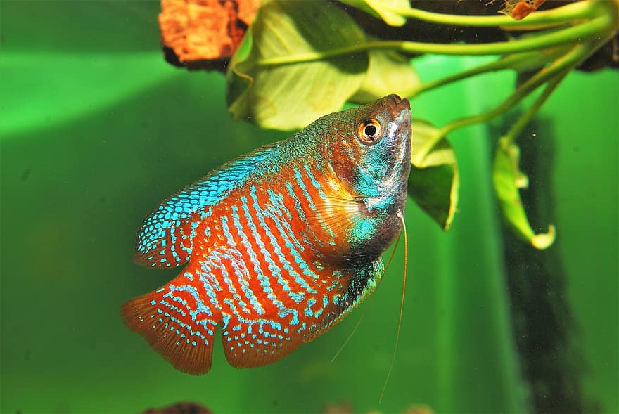 žuvis, Nykštukas Gourami, akvariumas, egzotiškas