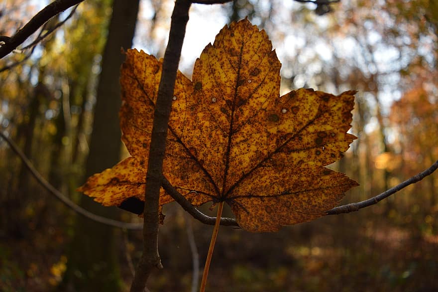 есен, листо, шума, есенно листо, есенна листа, есенния сезон, попадат зеленина, листа, гора, жълт, дърво