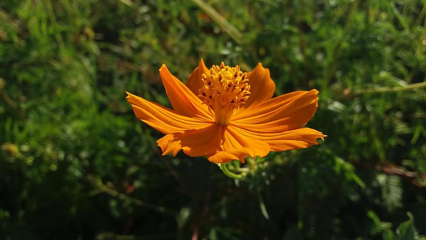 oranžová květina, Ulam Raja, Příroda, květ, pole, krajina