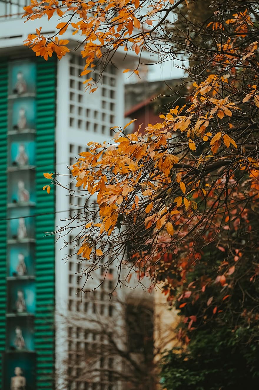 улица, Вьетнам, осень, природа, листья, деревья, город, лист, дерево, экстерьер здания, архитектура