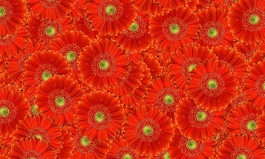 wallpaper hd, gerbera, tekstur bunga, pola bunga, Latar Belakang, latar belakang bunga, bunga merah, wallpaper, scrapbooking, latar belakang, pola