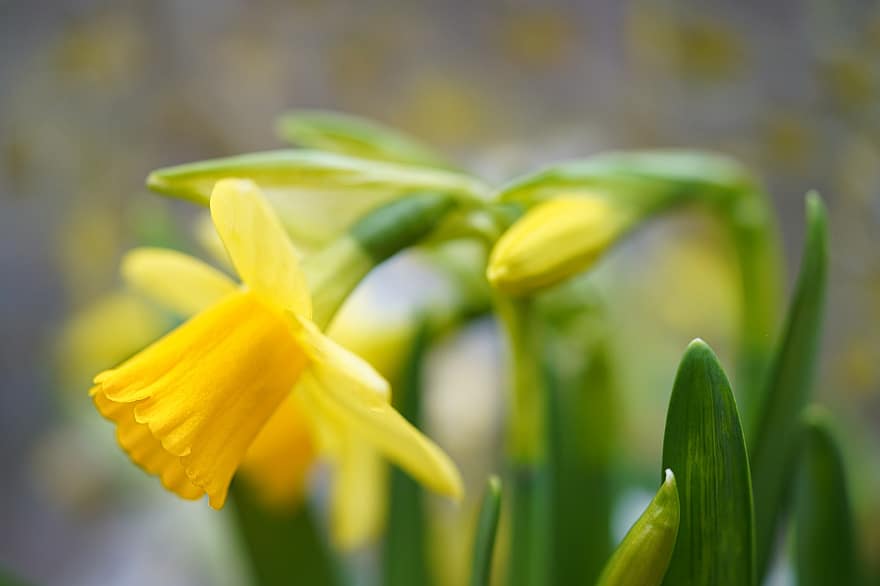 påskelilje, blomst, Narcissus, gul, blomstre, hage, vår, våren eng, lys, harbinger av våren, osterblumen