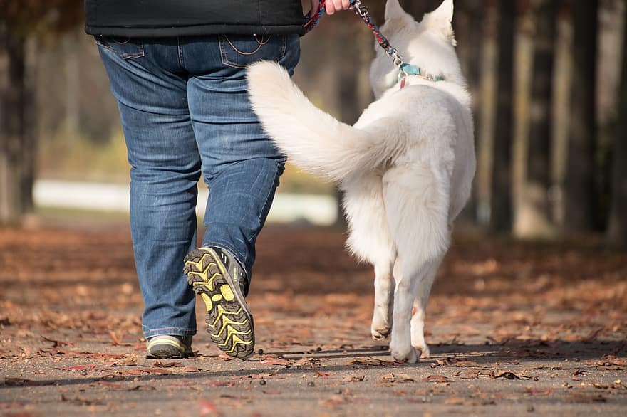 anjing, pemilik, membelai, orang, berjalan, berjalan-jalan, teman, tali, persahabatan, bersama, anjing berjalan