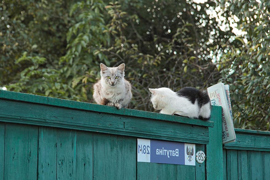 fa kerítés, macskák, Ukrajna, kerítés, ház macskák, hátsó udvar, háziállat, házimacska, cica, aranyos, macskaféle