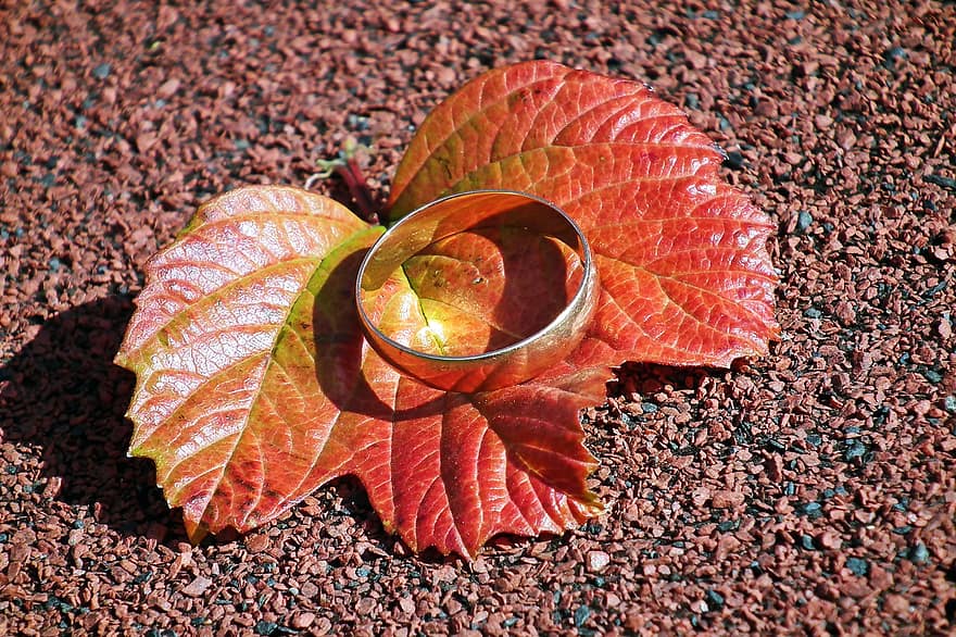 잎, 반지, 금, 결혼 반지, 보석류, 구성, 상징, 자연