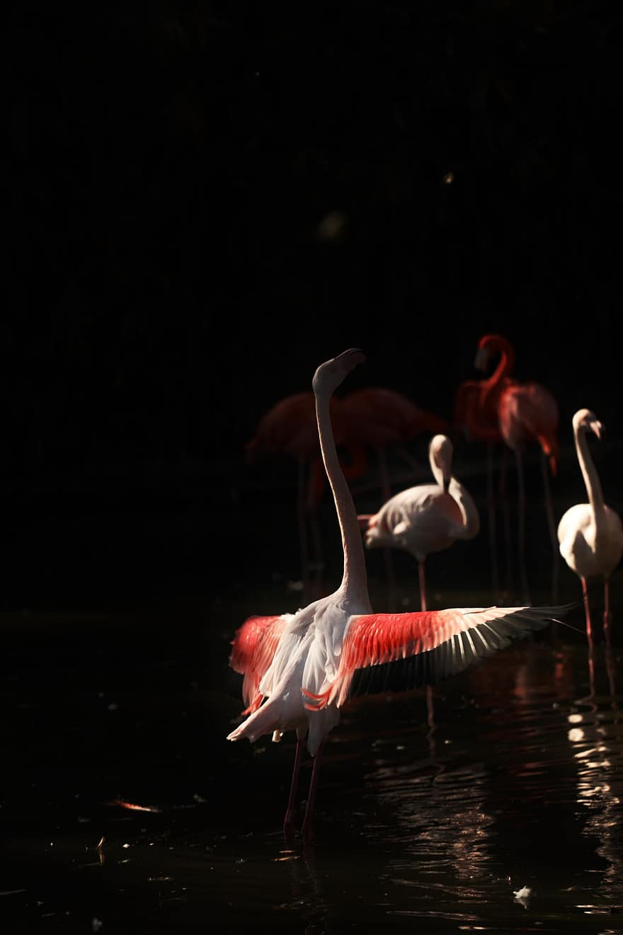 dabiski, flamingo, Dabisks dzīvnieks, safari, savvaļas dzīvnieki, dzīvnieku, dzīvniekiem savvaļā, spalvu, ūdens, knābis, daudzkrāsains