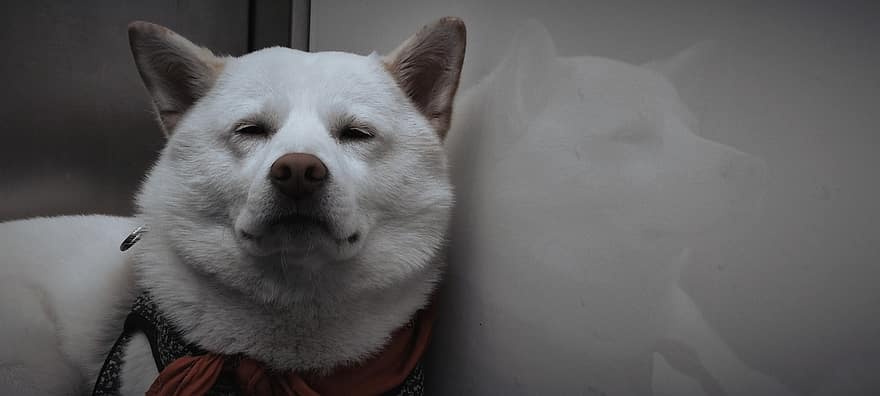 Shiba Inu, Hund, Haustier, Tier, weißer Hund, Hündchen, Schal, Reflexion, Haushund, Japanische Rasse, Eckzahn