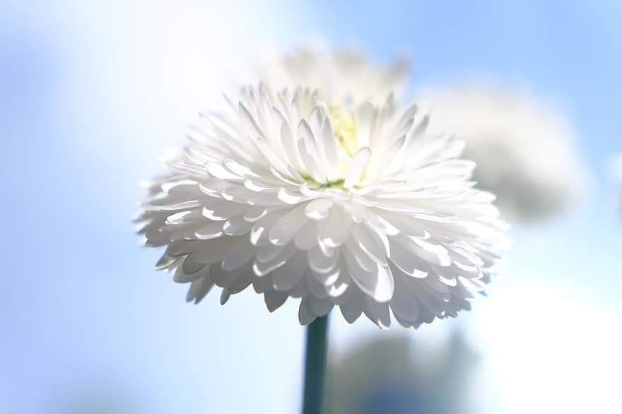 Flower, Daisy, White Flower, Common Daisy, Plant, White, Nature, close-up, summer, petal, macro