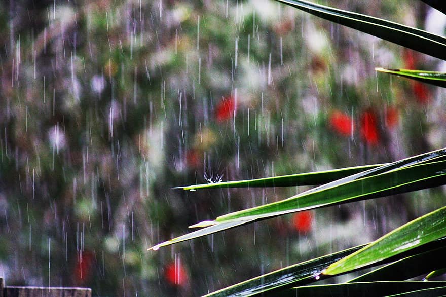 yapraklar, bitki, yağmur, yeşillik, ıslak, yağmur damlaları, doğa, bokeh