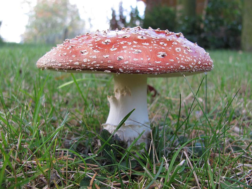 fungo, fungo velenoso, natura, autunno, commestibile