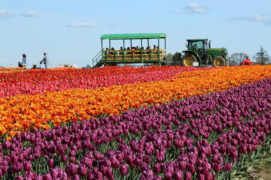 tulipan, forår, blomster, have, flora, landbrug, blomst, landlige scene, gård, plante, sommer