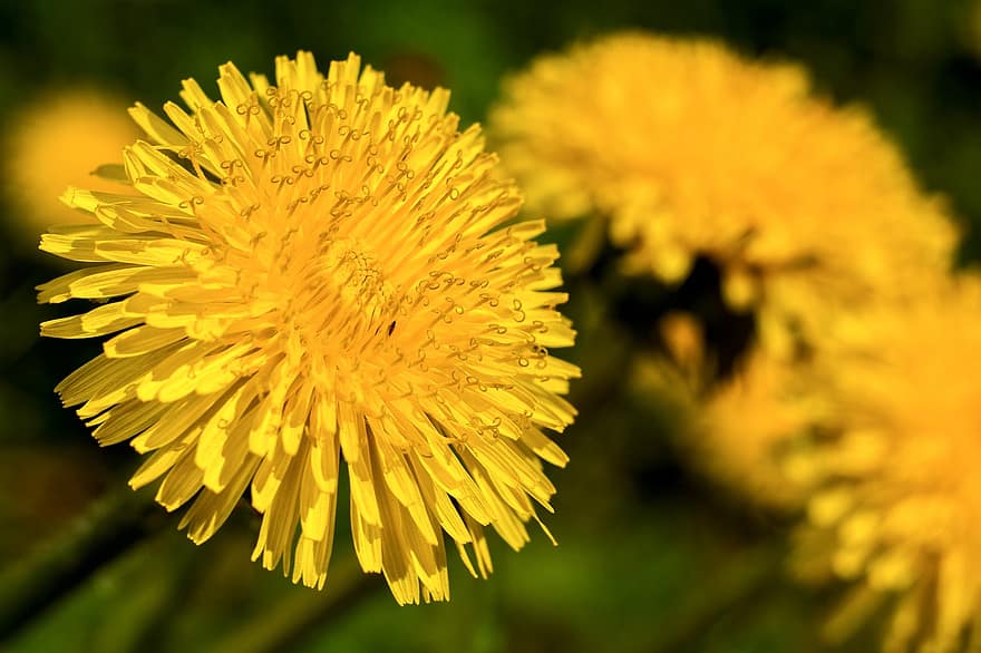 Flowers, Dandelions, Yellow, Yellow Flowers, Bloom, Blossom, Petals, Yellow Petals, Flora, Nature, Spring