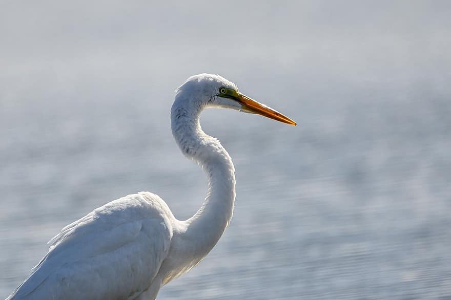 egret, bird, river, beak, feather, animals in the wild, water, blue, close-up, pond, great egret