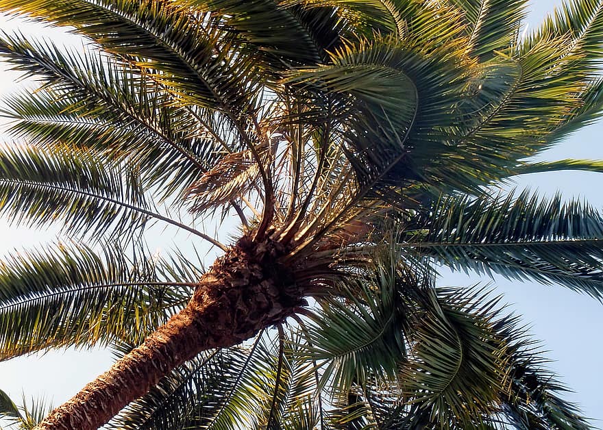 árvore, Palma, Palmeira, de praia, tropical, verão, natureza, folha, oceano, agua, exótico