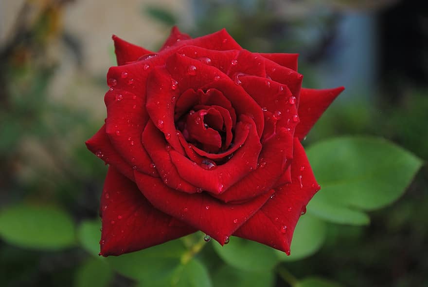 Rosa, flor roja, flor de rocío