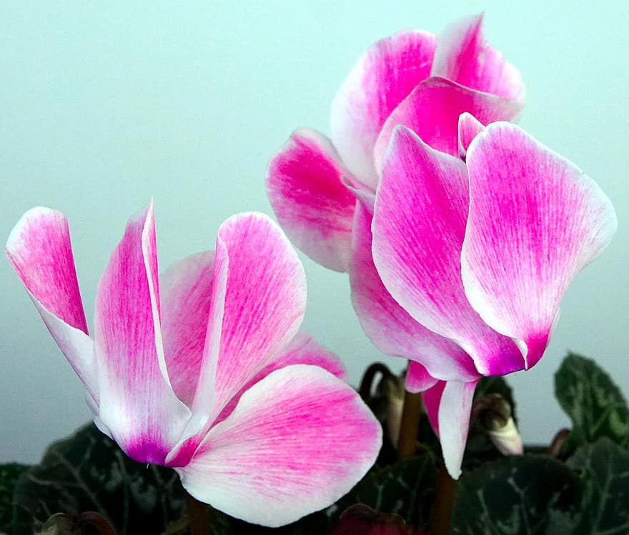 cyclamens, цветя, розови цветя, листенца, розови листенца, разцвет, цвят, флора, декоративни растения, растение, цвете