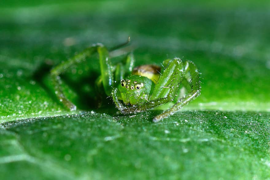 зелен паяк от раци, паяк, насекомо, вид от паякообразни, Arachnophobia, природа, дивата природа, членестоноги, едър план, макро, листо