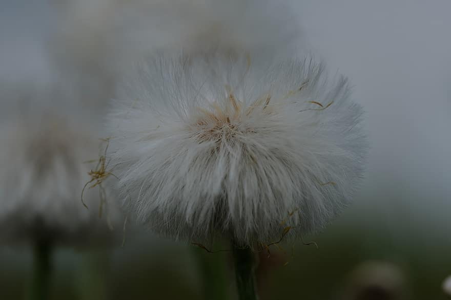 Dandelion, Weed, Plant, Nature, White