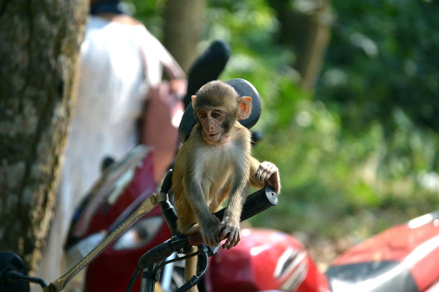 Baby Monkey, Animal, Bicycle, Monkey, Young Animal, Mammal, Primate, Wildlife, Cute, Outdoors, Child