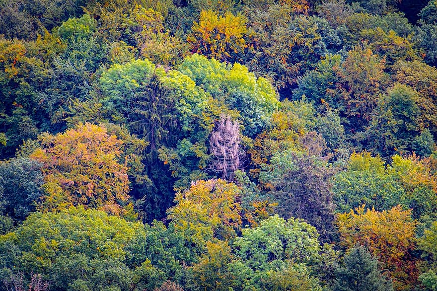 ліс, дерева, ліси, листя, осінь, природи, осінні кольори, осіннє листя