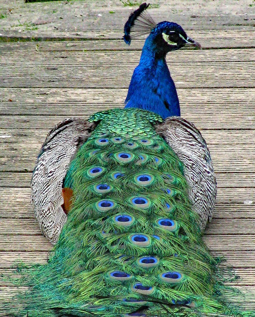 pavo real, pájaro, plumaje, plumas, animal, pluma, multi color, azul, animal macho, color verde, pico