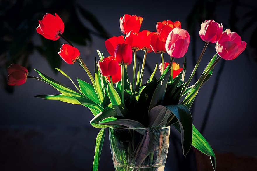 Tulpen, Blumenvase, Vase, Blumen, Dekoration, Frühlingsblumen, Deko, blühen, rot, Stillleben, Frühling