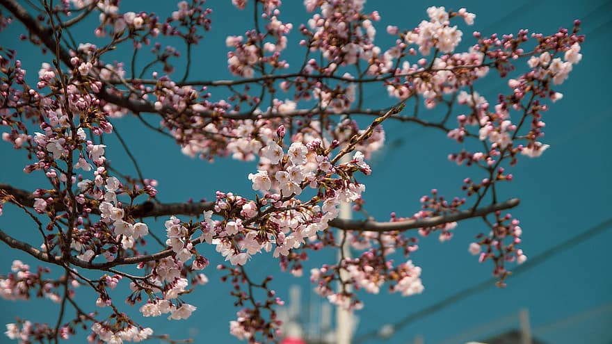 vyšnių žiedas, gėlė, sakura, Korėjos Respublika, Korėja, pavasarį, filialas, medis, žiedas, rausvos spalvos, sezoną