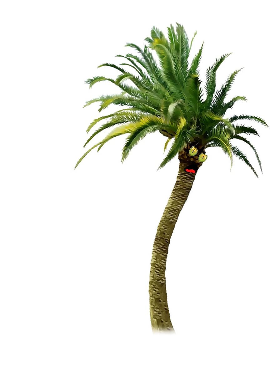 albero, natura, palma, Palma divertente, verde, paura, terrore, angoscia, panico, fifa