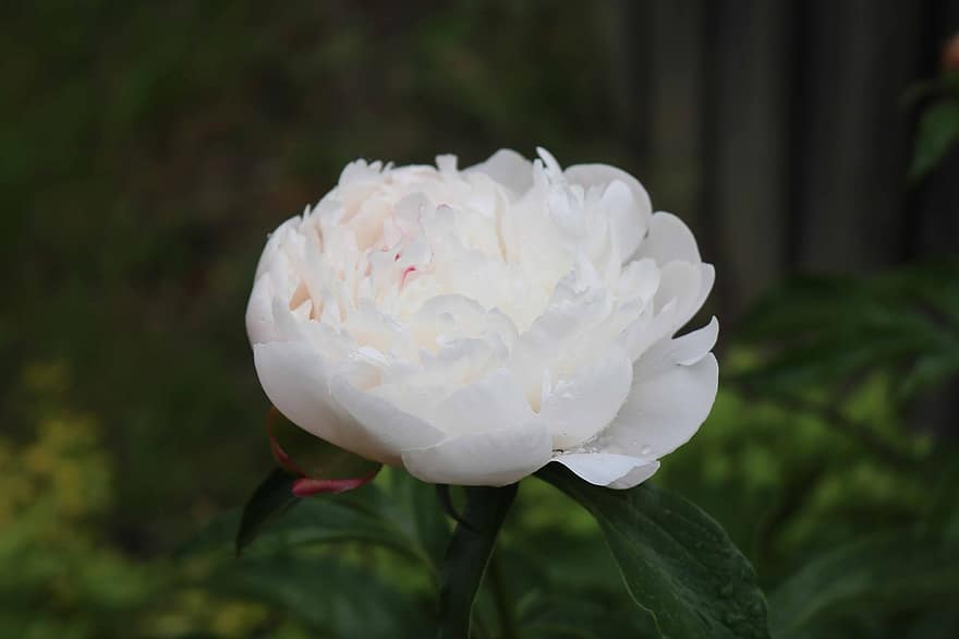 fiore, rosa Bianca, fiore bianco, rosa, giardino, petalo, avvicinamento, pianta, testa di fiore, foglia, estate