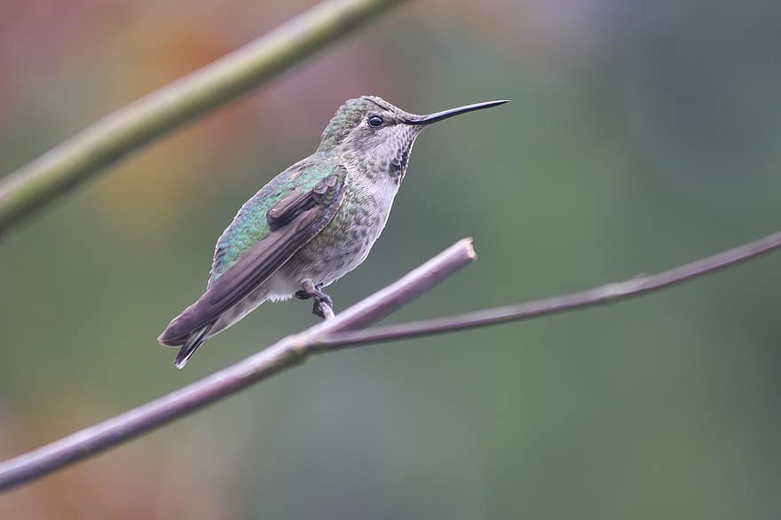 colibrí, pájaro, animal, pájaro pequeño, fauna silvestre, plumaje, rama, árbol, posado