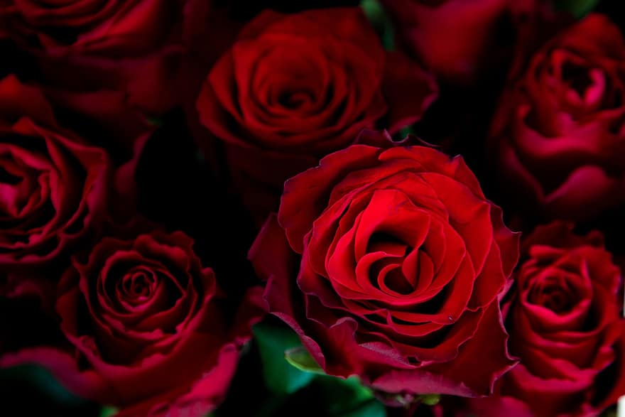 Rosen, rote Rosen, Strauß, rote Blumen, Blumen, Flora, Natur, Blume, Blütenblatt, Romantik, Frische