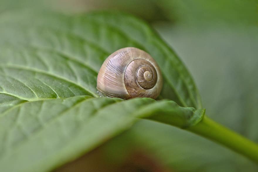 Snail, Shell, Mollusk, Slowly, Animal, Nature, Snail Shell, Spiral, Garden