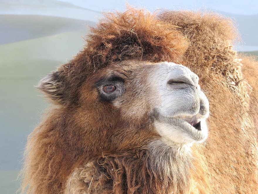 camelus, kamel, djur-, bactrian, natur, rödhårig, däggdjur, ull-, porträtt, söt, Zoo