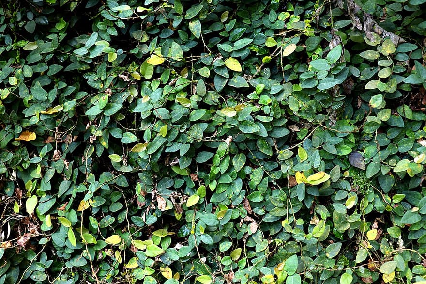 Muro natural, viñas, hojas, follaje, hoja, color verde, antecedentes, planta, árbol, verano, de cerca
