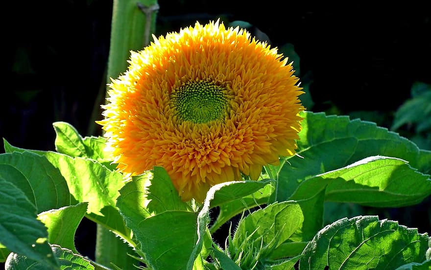 słonecznik, kwiat, ogród, żółty kwiat, płatki, żółte płatki, kwitnąć, flora, roślina, liść, zbliżenie