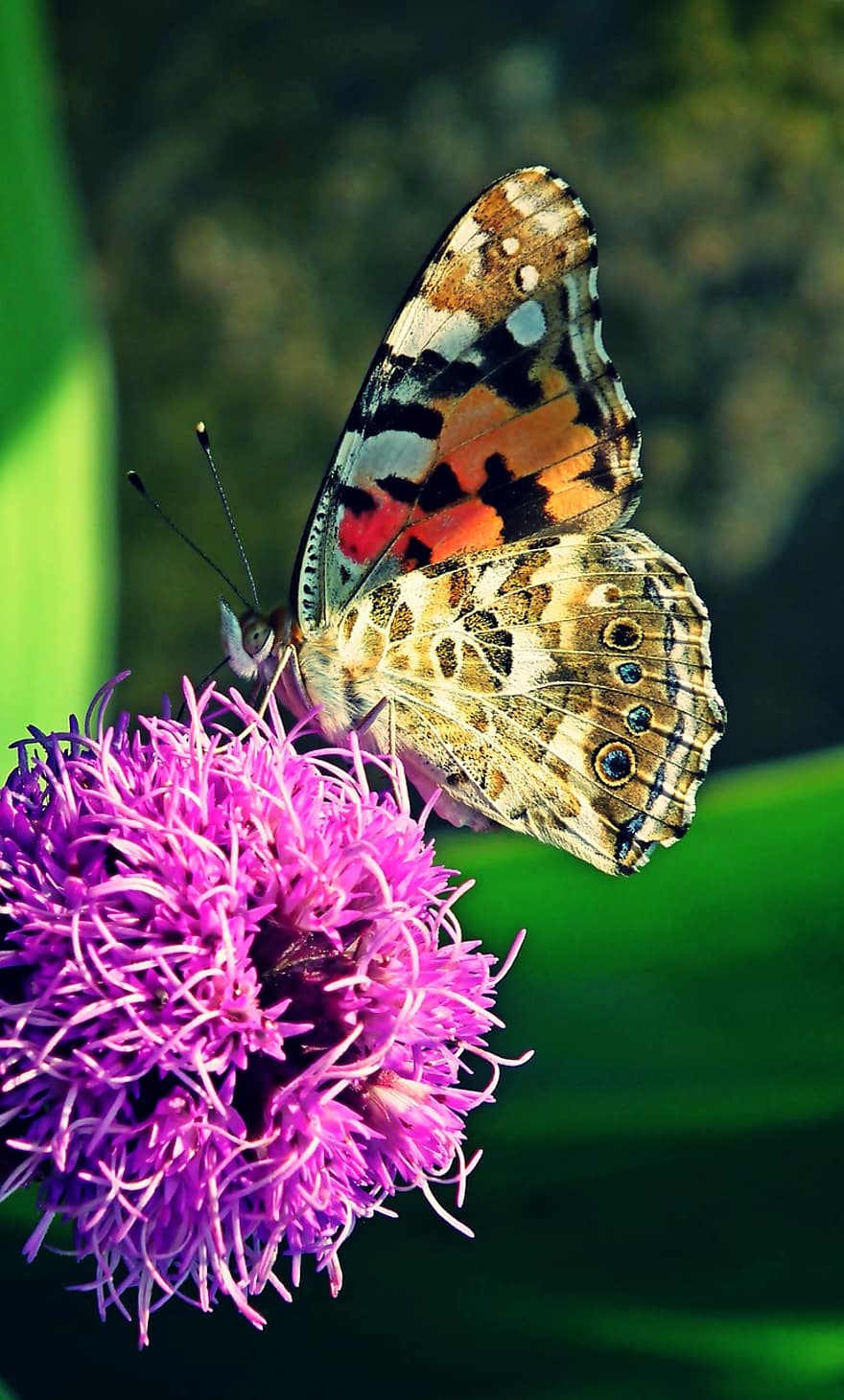 farfalle, insetti, fiori, Ali, giardino, estate, avvicinamento, insetto, farfalla, macro, multicolore