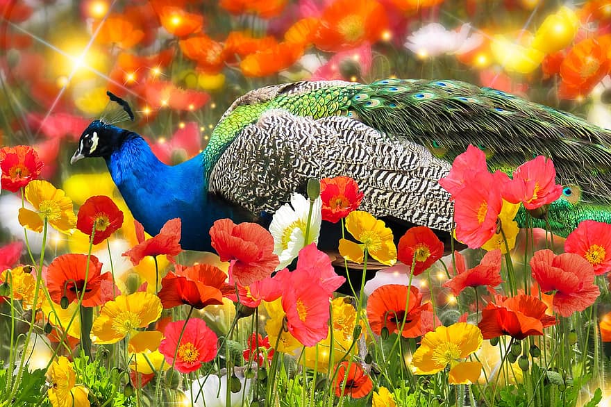 พื้นหลัง, ธรรมชาติ, นกยูง, นก, สวน, ฤดูร้อน, ดอกไม้, ต้นพอพพิ, มีสีสัน, แปลงดอกไม้, เบ่งบาน