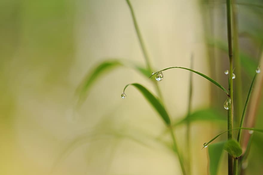 бамбук, растение, капене, капка вода, роса, дъжд