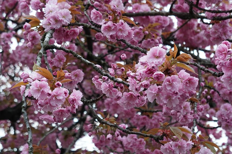 třešňové květy, růžové květy, květiny, třešeň, okrasná třešeň, japonská třešeň, japonská kvetoucí třešeň, japonský třešeň, orientální třešeň, Příroda, květ