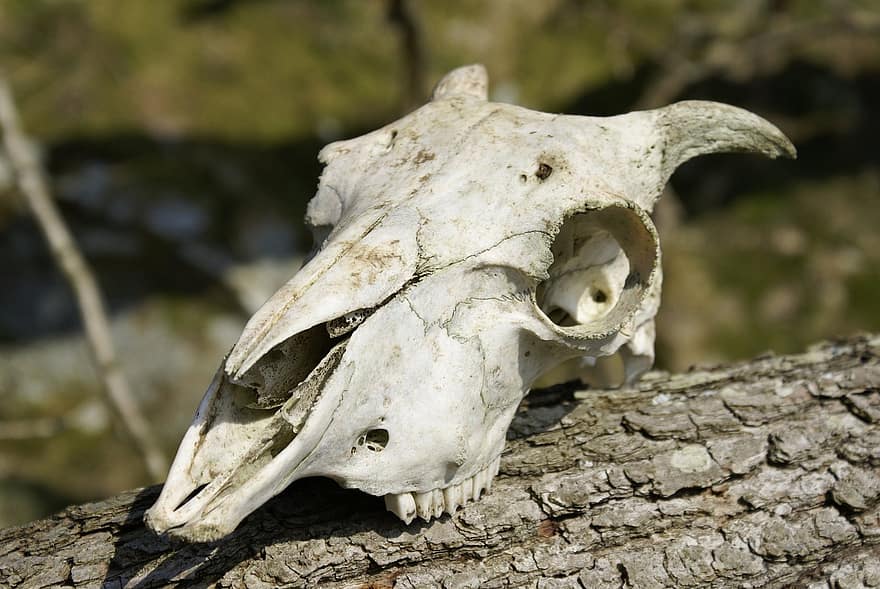 cranio, scheletro, pecora, montone, azienda agricola, animale, aia, morto, osso, corna