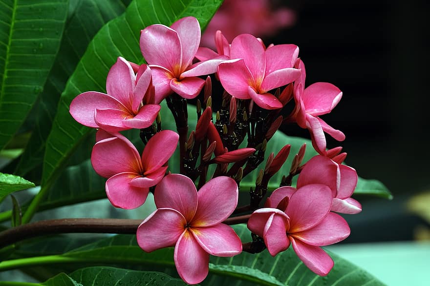 plumeria, flors, planta, frangipani vermell, flors de color rosa, pètals, brots, florir, fulles, branca, naturalesa