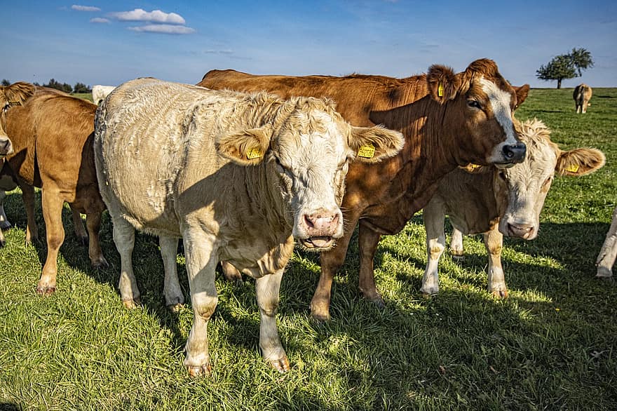 корова, крупный рогатый скот, животное, млекопитающее, домашний скот, ферма, сельское хозяйство, сельская местность, трава, сельская сцена, луг