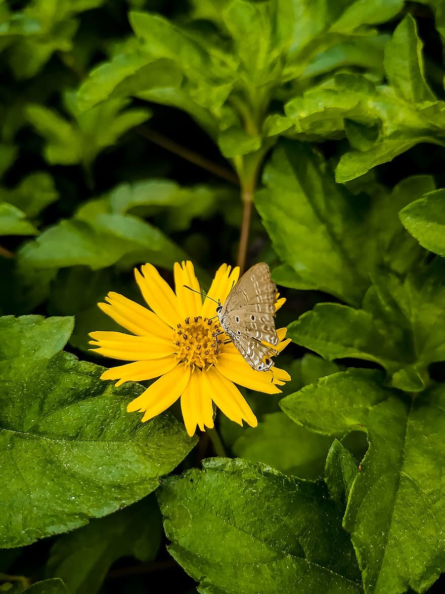 sommerfugl, blomst, blader, løvverk, gul blomst, gule kronblader, pollinere, pollinering, Lepidoptera, insekt, entomologi