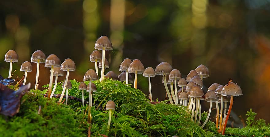 houby, les, mech, houba, detail, rostlina, podzim, růst, sezóna, neobdělávaný, muchomůrka