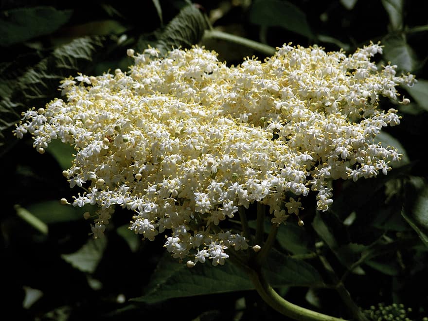 Elderflower, Flowers, Small Flowers, Petals, White Petals, Bloom, Blossom, Botany, Flora, Nature, Plants